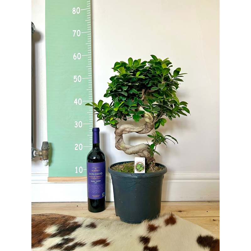 60cm Giant Ficus Ginseng Bonsai Tree