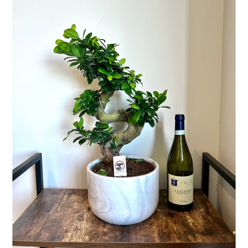 60cm Giant Ficus Ginseng Bonsai Tree in Ceramic Pot