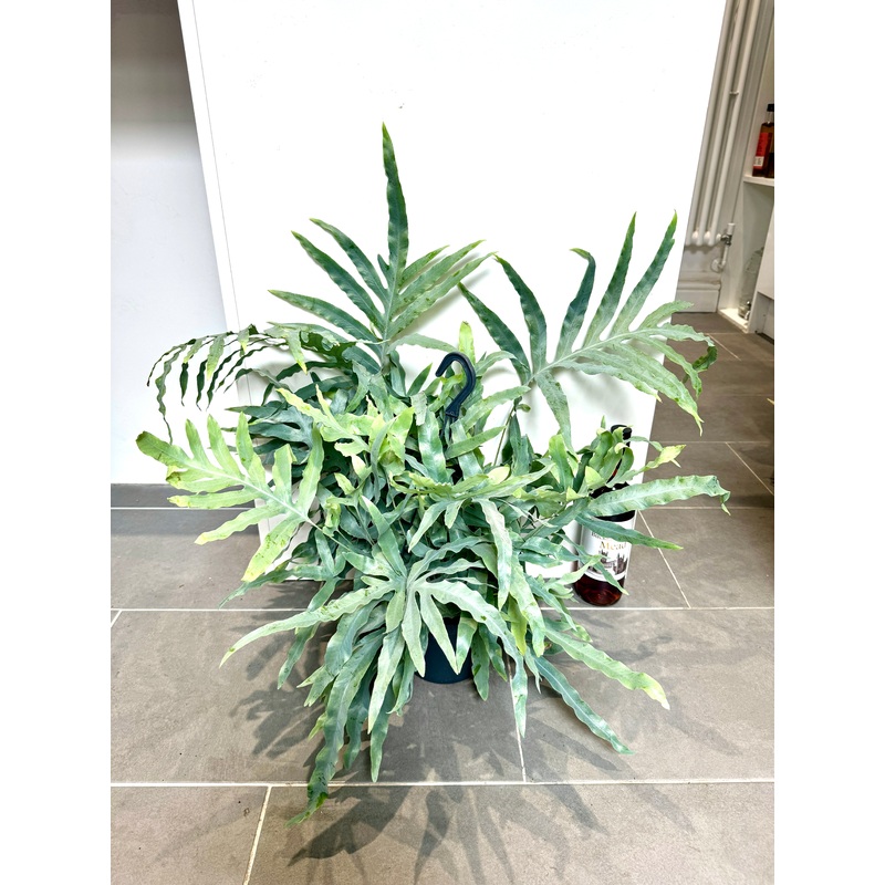 60cm Phlebodium Aureum (Blue Star Fern)