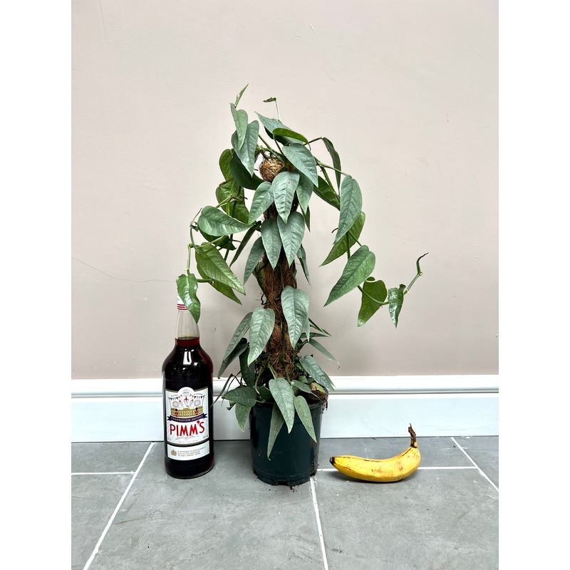 65cm Epipremnum Cebu Blue Devils Ivy