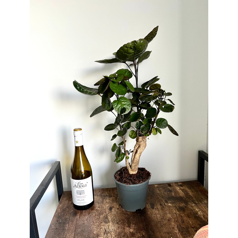 65cm Polyscias Fabian tree