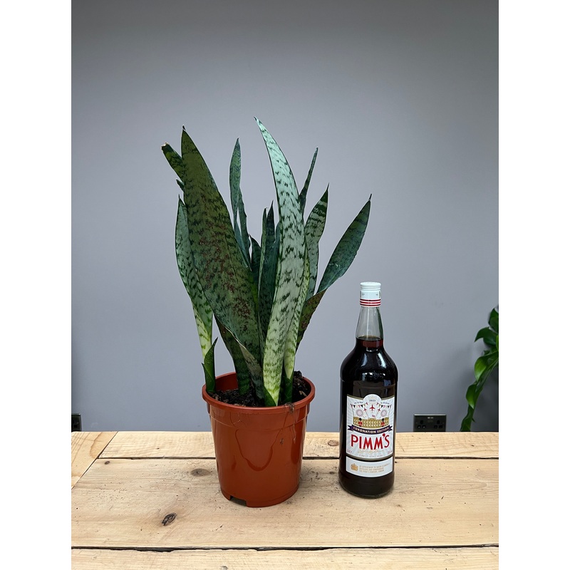 65cm Snake Plant