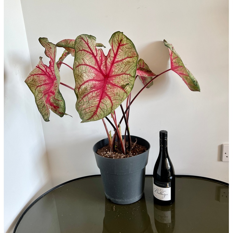 70cm Caladium