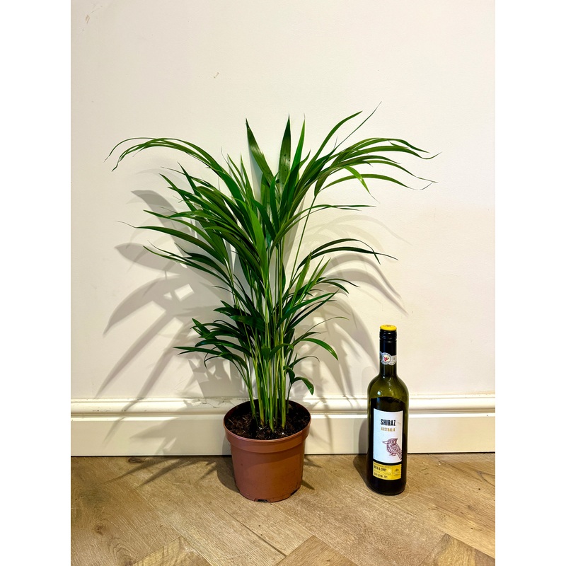 70cm Dypsis Lutescens (Areca Palm)