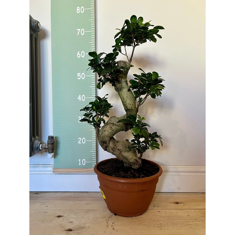 70cm Ficus Ginseng Bonsai Tree