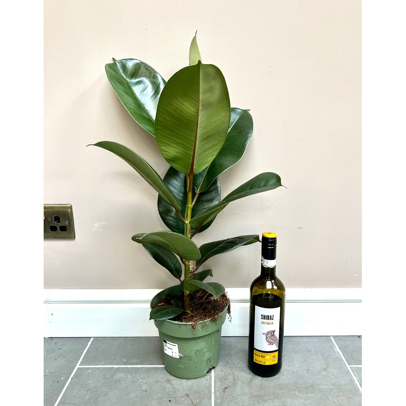 70cm Ficus Robusta (Rubber Plant)