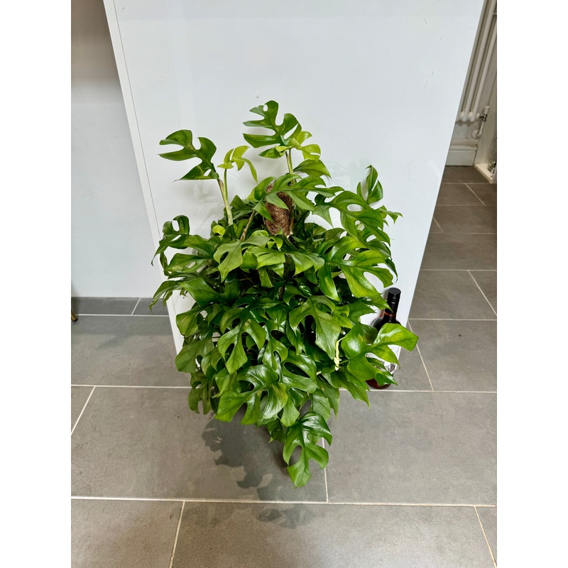 70cm Philodendron minima