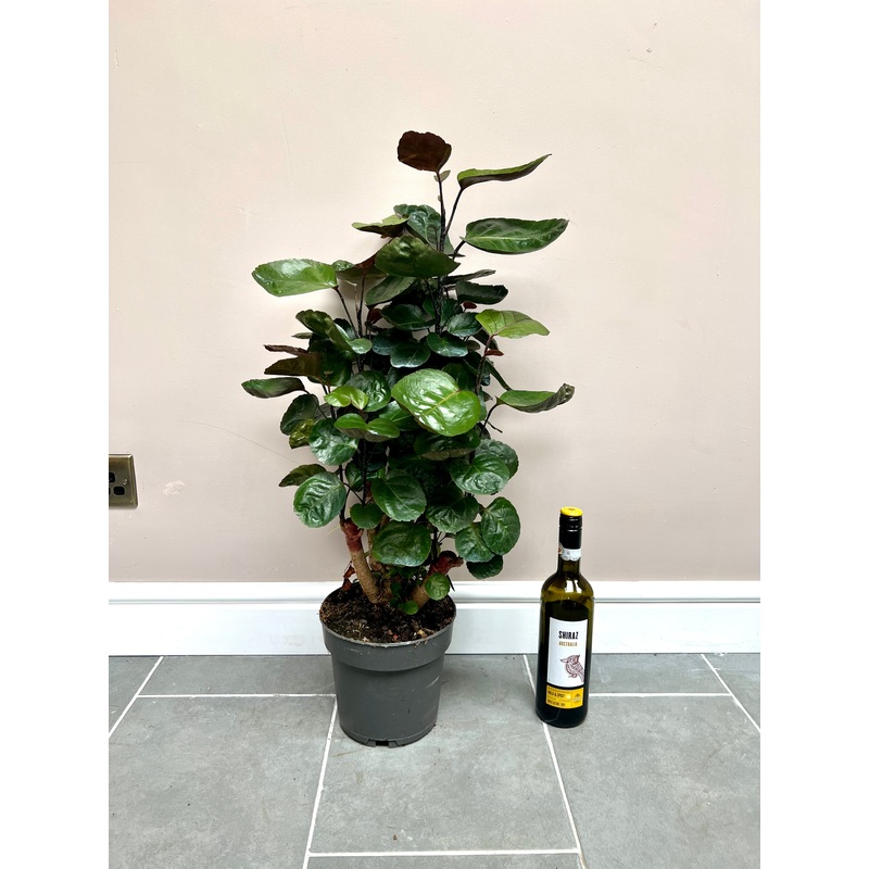 70cm Polyscias Fabian
