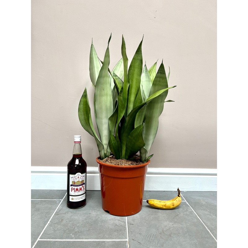 70cm Sansevieria Moonshine