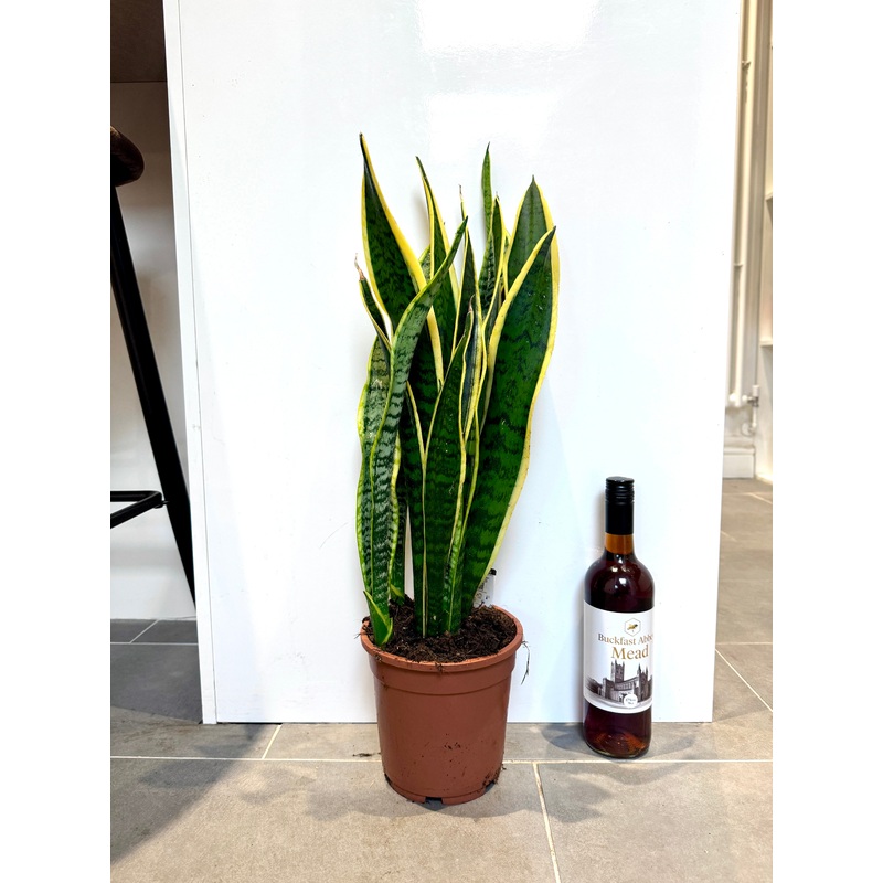 70cm Sansevieria (Snake / Mother in Laws Tongue Plant)