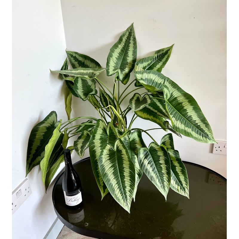 70cm Schismatoglottus Wallichii