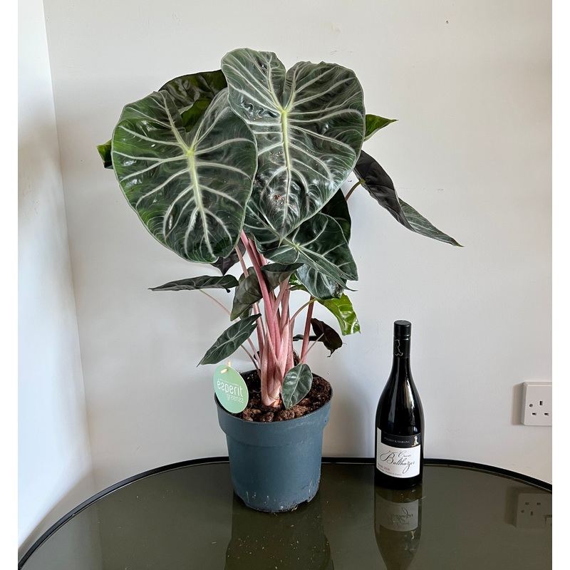 75cm Alocasia Nairobi Nights