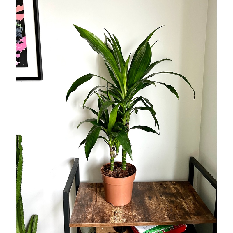 75cm Dracaena Janet (Dragon Tree)
