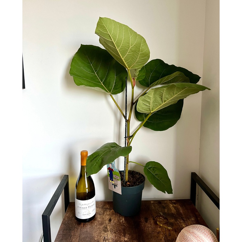 75cm Ficus Auriculata Everest