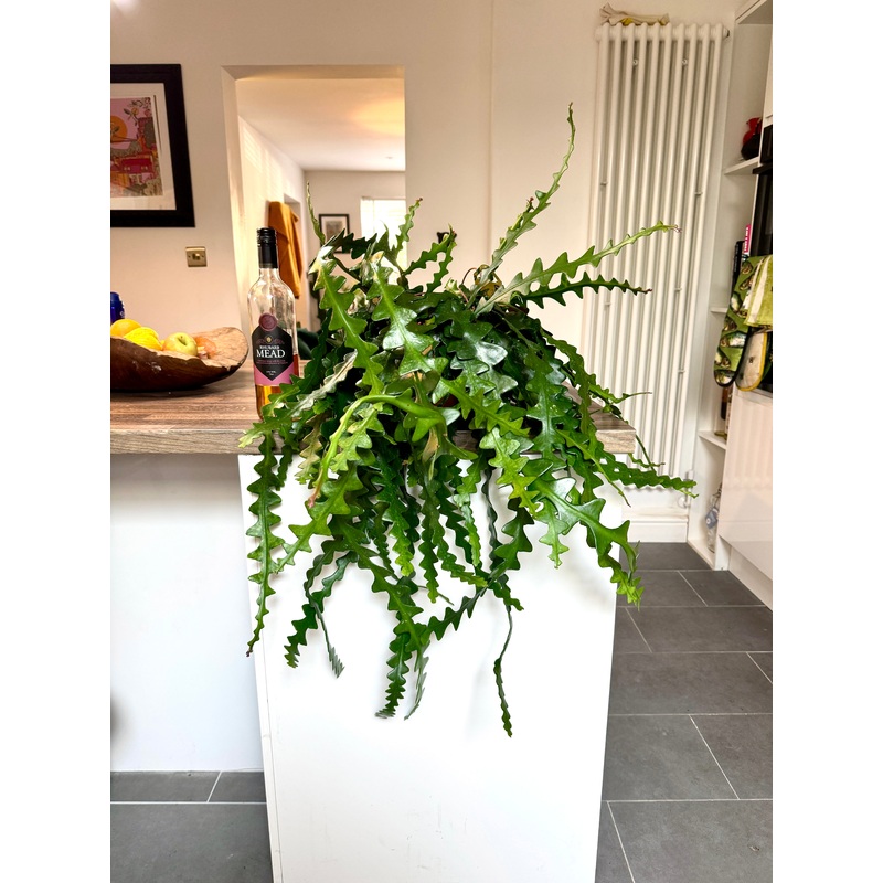 75cm Fishbone Cactus – Epiphyllum Anguliger