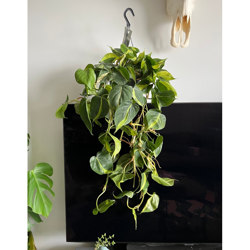 75cm hanging Philodendron Scandens Brasil (Devils Ivy)