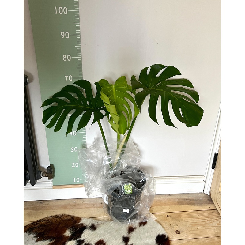 75cm Large Form Monstera Deliciosa