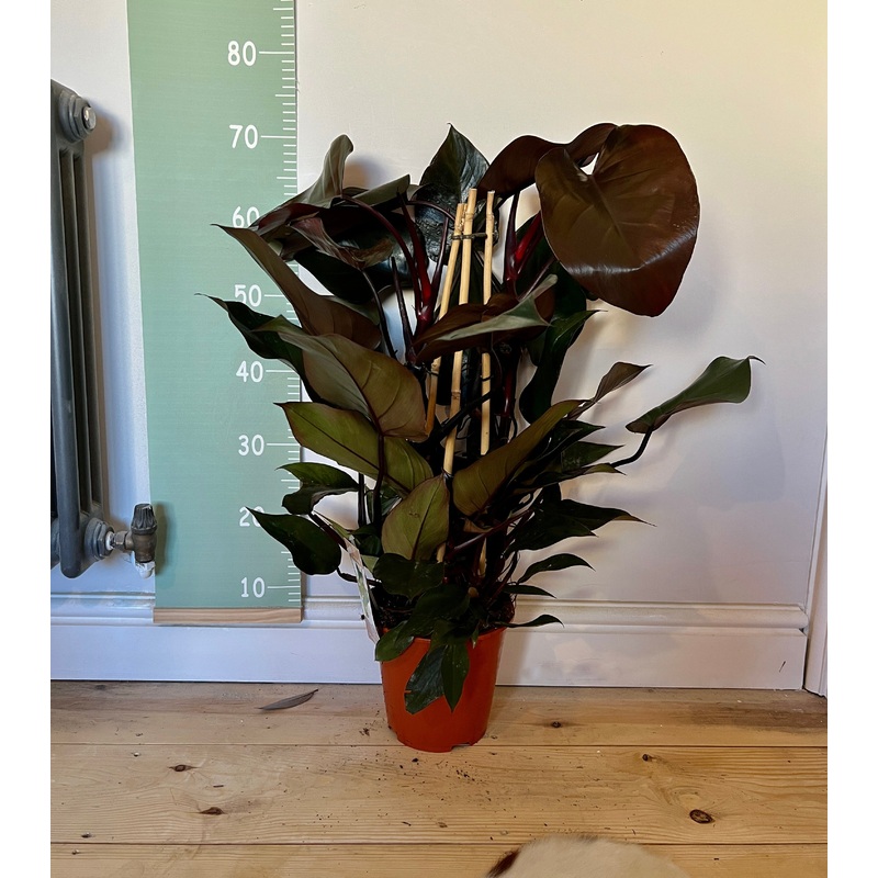 75cm Philodendron Ruby