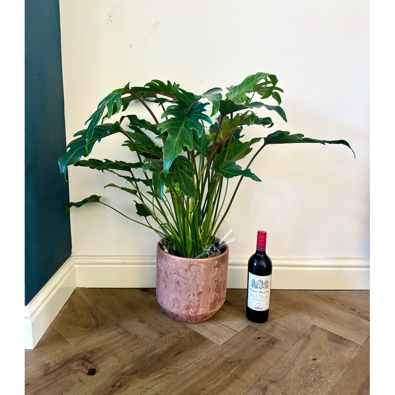 75cm Philodendron Xanadu