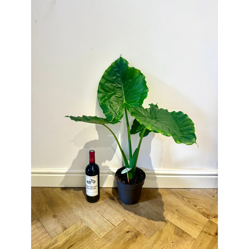 80cm Alocasia Gageana