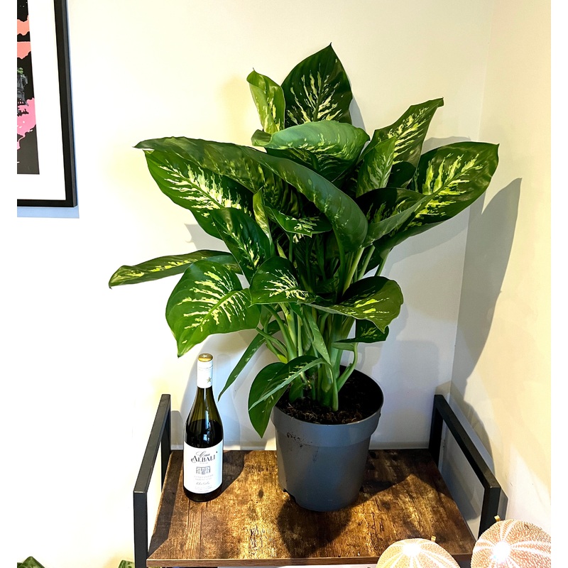 80cm Dieffenbachia Reeva (Dumb Cane)