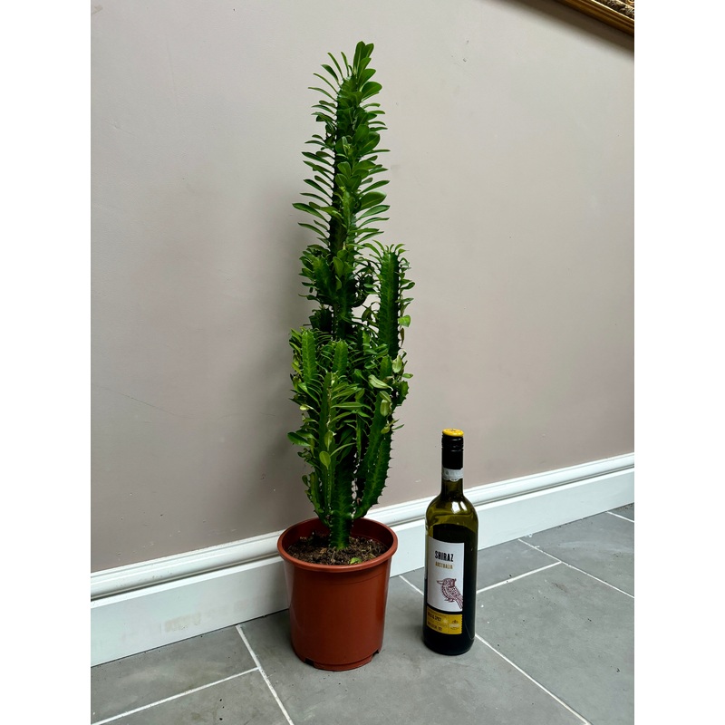 80cm Euphorbia Cactus