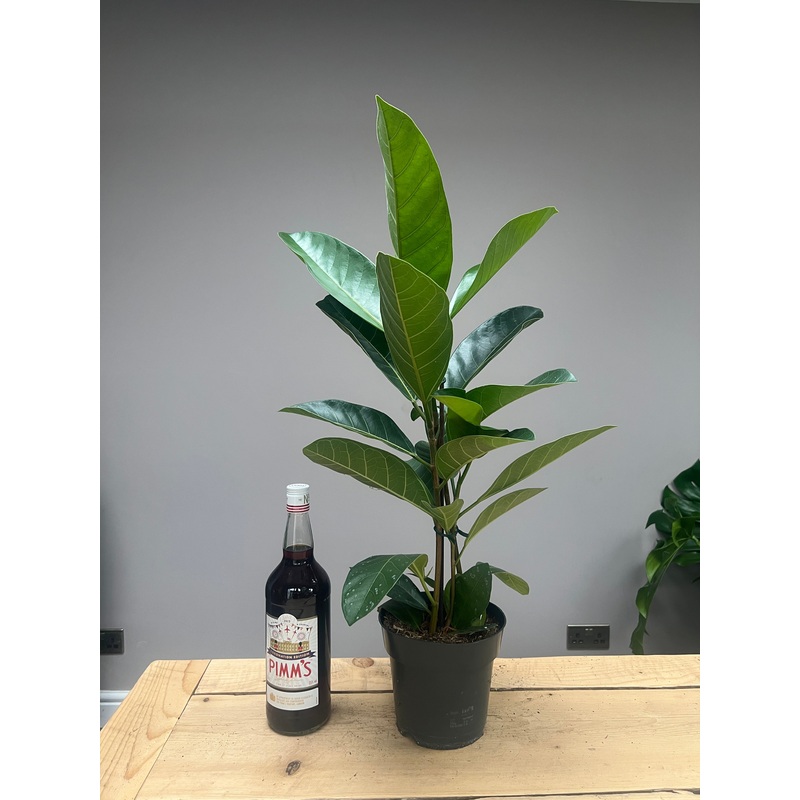 80cm Ficus Beng Roy