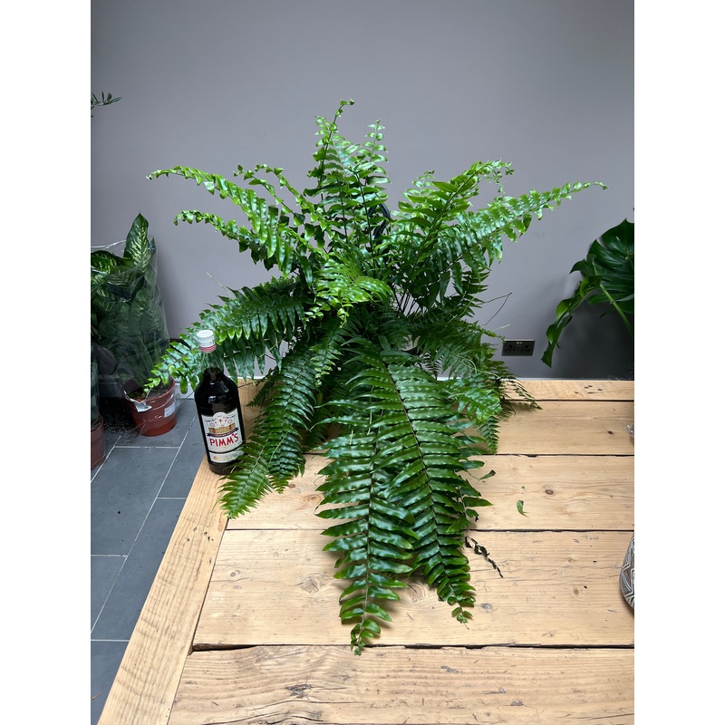 80cm Hanging Fern