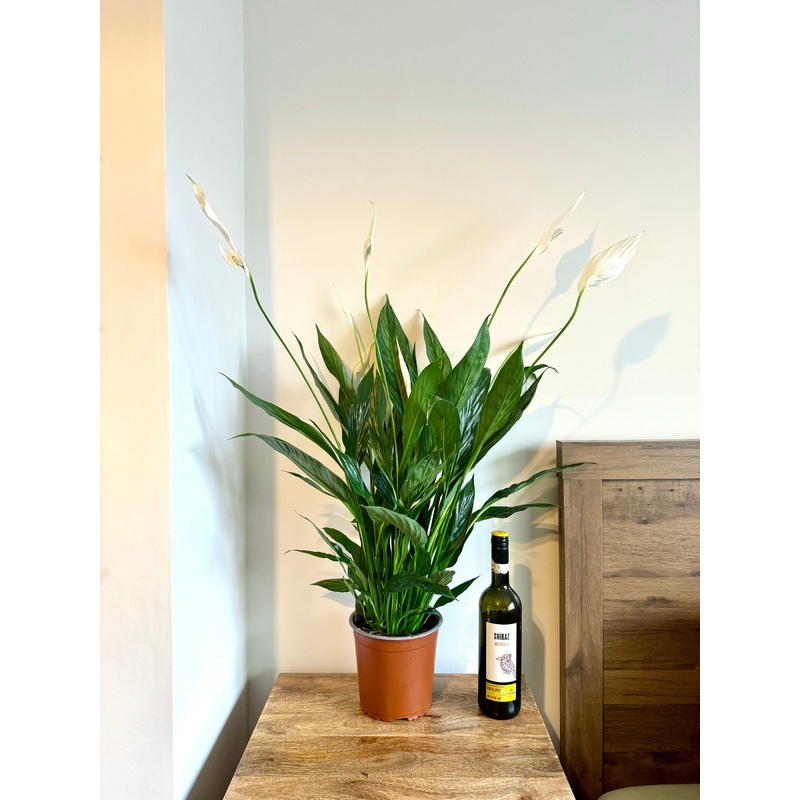 80cm Peace Lily (Spathiphyllum cupido)m