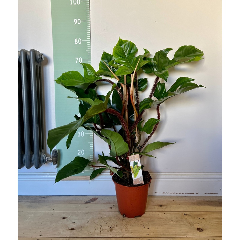 80cm Philodendron Squamiferum
