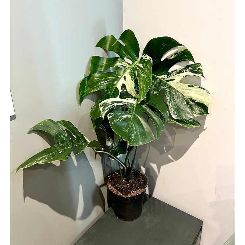 80cm Variegated Monstera Deliciosa (Swiss Cheese Plant)