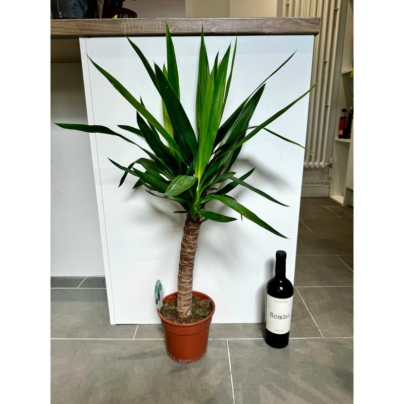 80cm Yucca