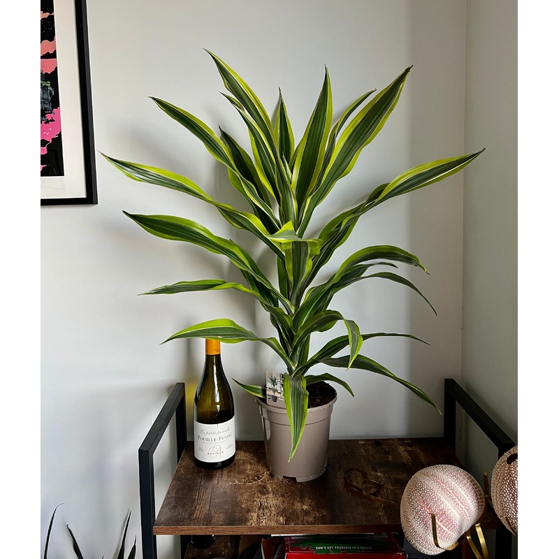 85cm Dracaena Lemon Lime