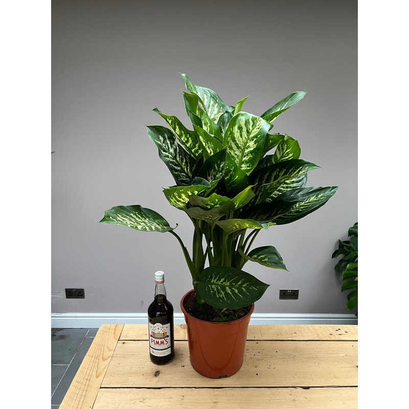 90cm Dieffenbachia dumb cane