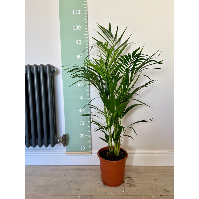 90cm Dypsis Lutescens (Areca Palm)