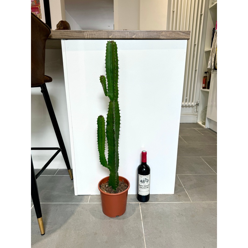 90cm Euphorbia Acrurensis Cactus
