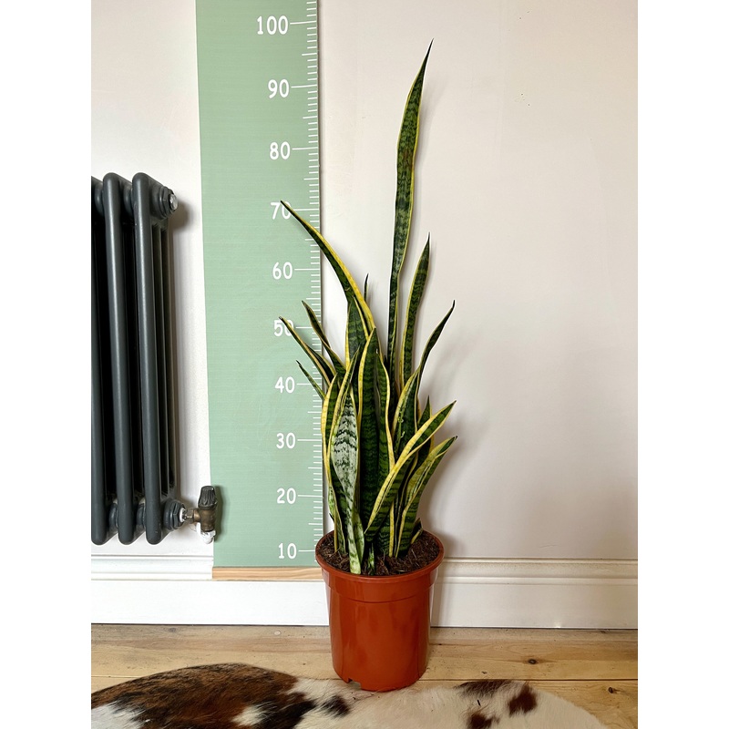 90cm Sansevieria (Snake Plant / Mother in Laws Tongue)