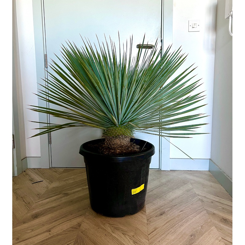 90cm Yucca Rostrata