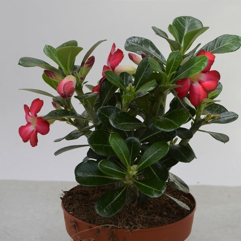 Adenium obesum – 12cm
