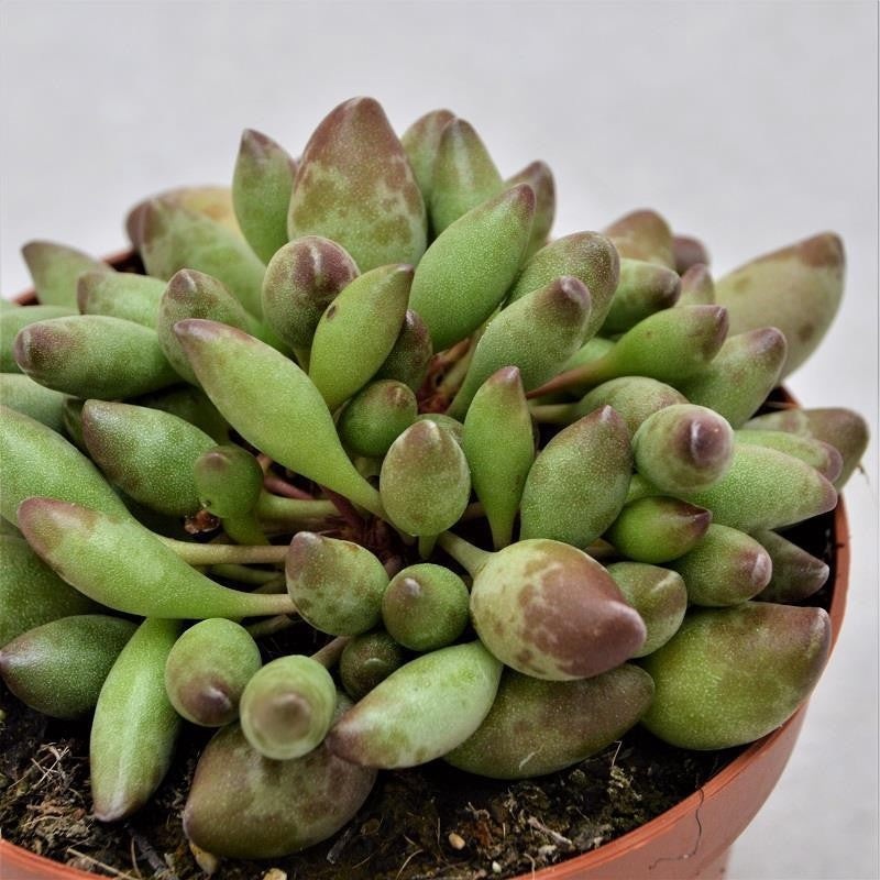Adromischus cristatus var. clavifolius – 13cm
