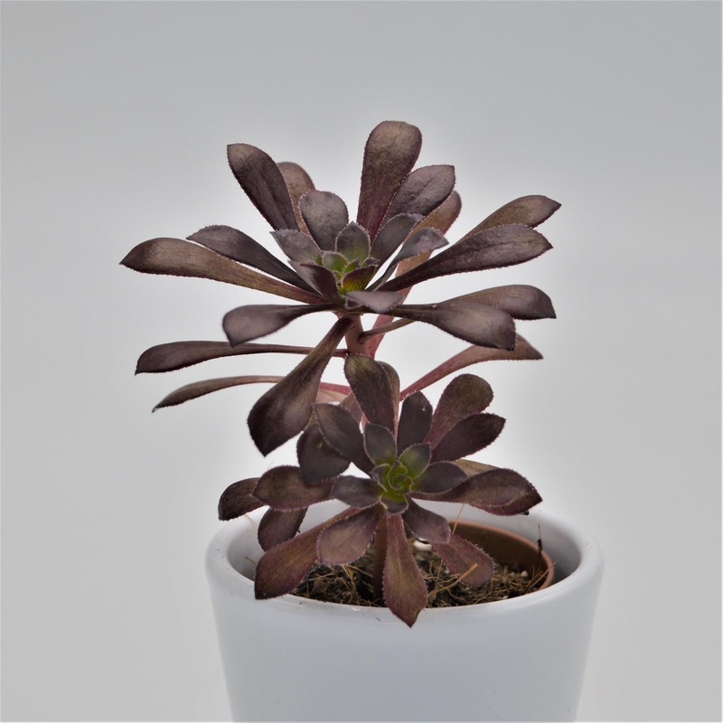 Aeonium arboreum var. atropurpureum – 5.5cm