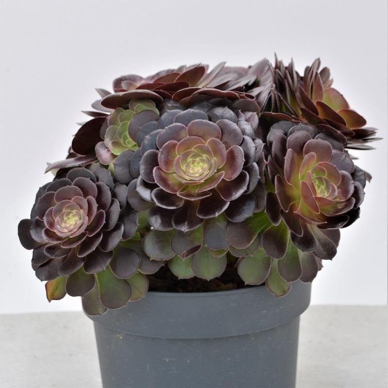 Aeonium arboreum Velours – 17cm