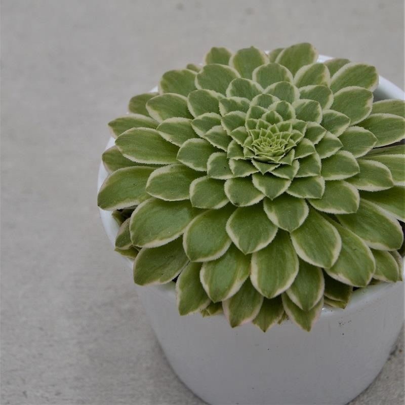 Aeonium Emerald Ice – 8.5cm