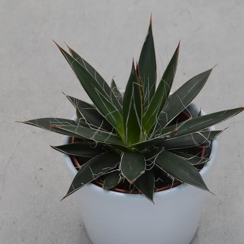 Agave filifera – 10.5cm