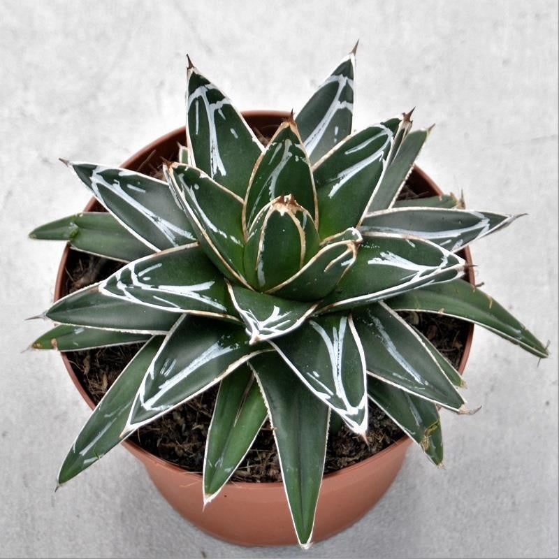 Agave victoriae-reginae – 14cm