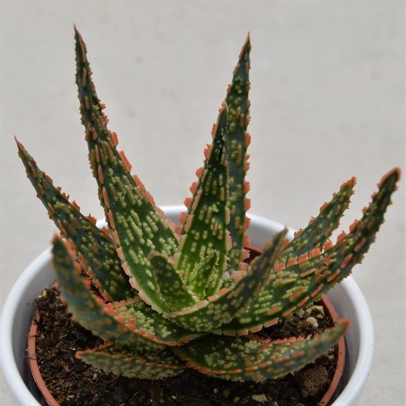 Aloe zebrina Dannyz – 10.5cm