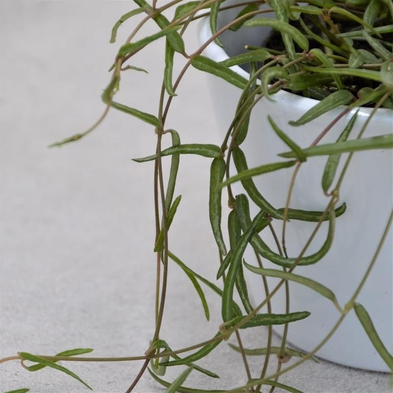 Ceropegia linearis ssp. debilis – 8cm