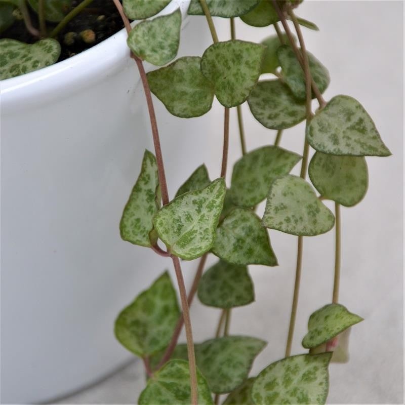 Ceropegia woodii Mini Star – 8cm