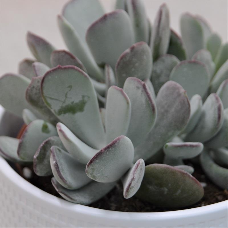 Cotyledon orbiculata Pink Leaves – 13cm