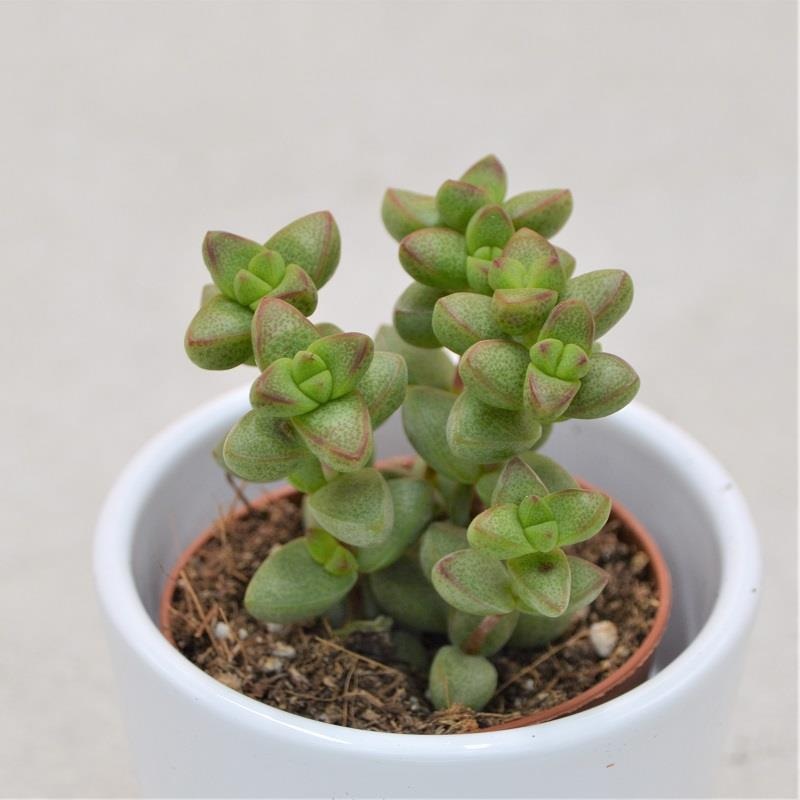 Crassula brevifolia – 5.5cm